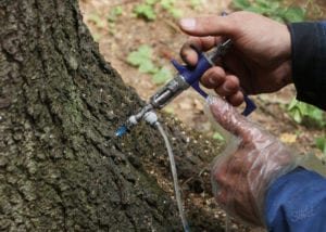 Лечение деревьев иньекциями