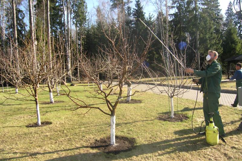 Осенняя обработка деревьев от болезней и вредителей: эффективные рекомендации [Сад sad]