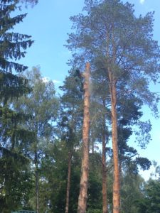 Удаление деревьев в Жуковском